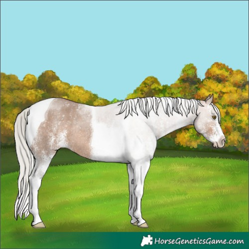 Horse Color:White Spotted Silver Brown Dun Tobiano Rabicano 