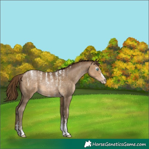 Horse Color:Powder White Gray Buckskin Pearl Sabino 