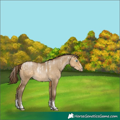 Horse Color:Powder White Gray Buckskin Pearl Dun 