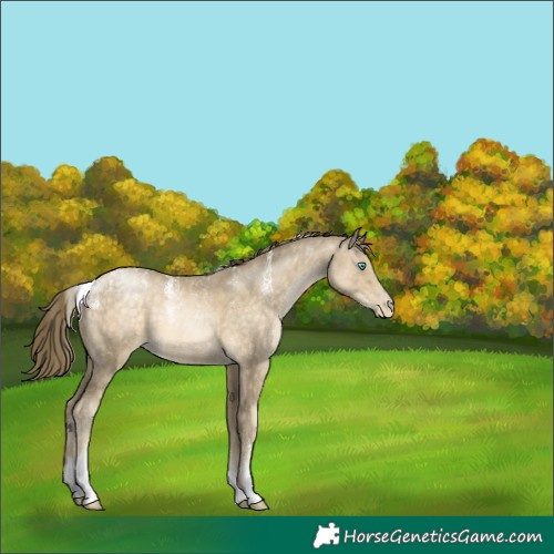 Horse Color:Powder White White Spotted Buckskin Pearl