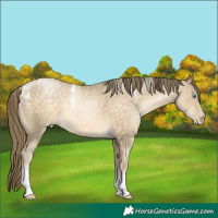 Horse Color:Powder White White Spotted Buckskin Pearl
