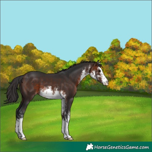 Horse Color:White Spotted Brown