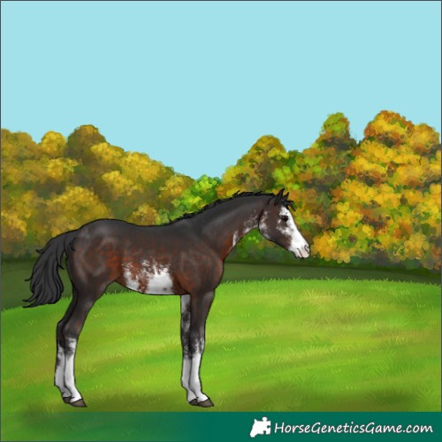 Horse Color:White Spotted Brown 