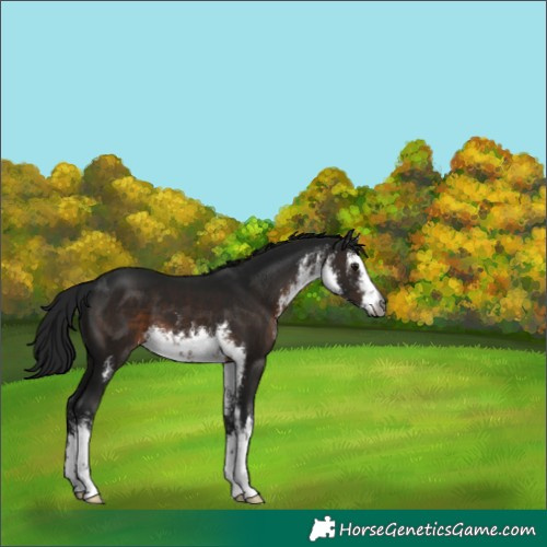 Horse Color:Gray White Spotted Brown 