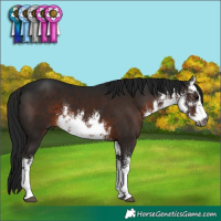 Horse Color:Gray White Spotted Brown