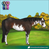 Horse Color:Gray White Spotted Brown 