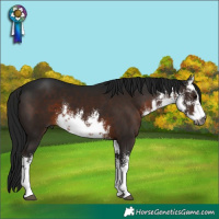 Horse Color:Gray White Spotted Brown