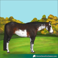 Horse Color:Gray White Spotted Brown 