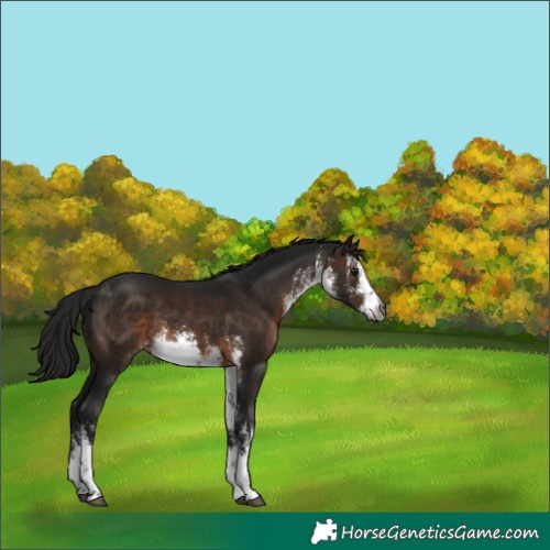 Horse Color:Gray White Spotted Brown 