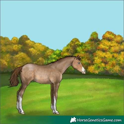 Horse Color:Gray White Spotted Buckskin Pearl 