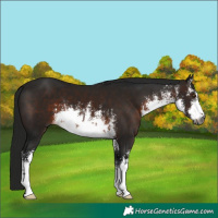 Horse Color:Gray White Spotted Brown 