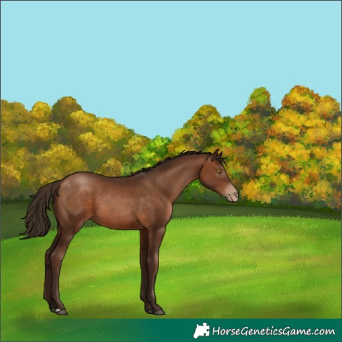 Horse Color:Gray Brown Pearl 