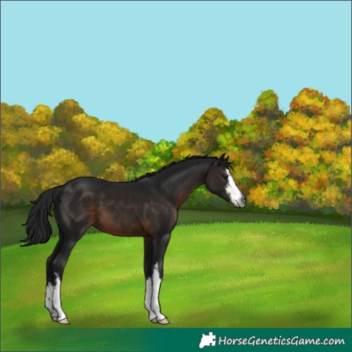 Horse Color:Gray White Spotted Brown 