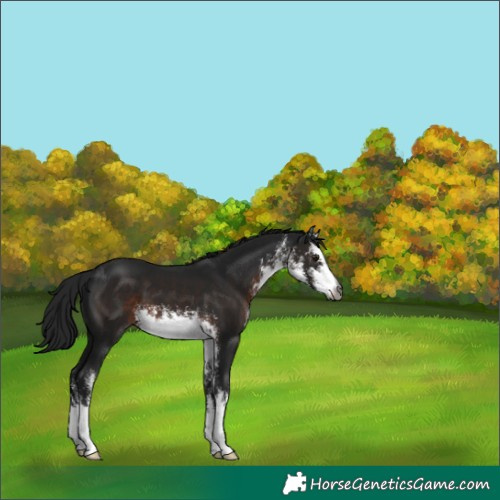 Horse Color:Gray White Spotted Brown 