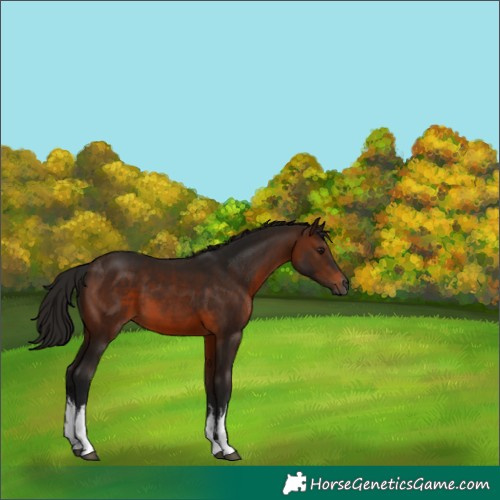 Horse Color:Gray White Spotted Bay 
