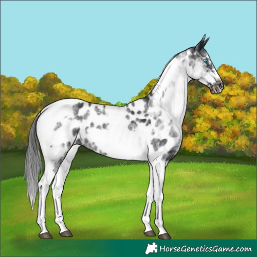 Horse Color:White Spotted Black Splash Tobiano Frame Appaloosa 