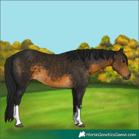 Horse Color:Gray White Spotted Buckskin