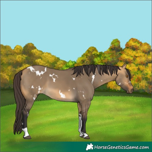 Horse Color:White Spotted Buckskin Dun Tobiano 