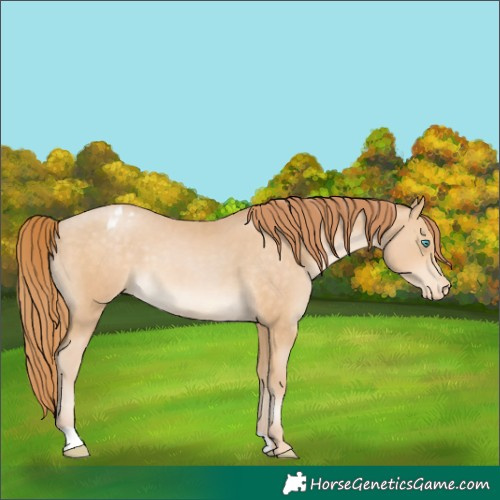 Horse Color:Buckskin Pearl Appaloosa