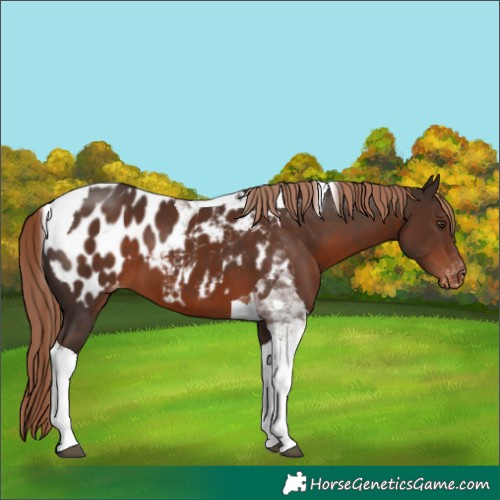 Horse Color:Liver Chestnut Tobiano Appaloosa 