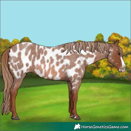 Horse Color:Red Roan Splash Frame Appaloosa