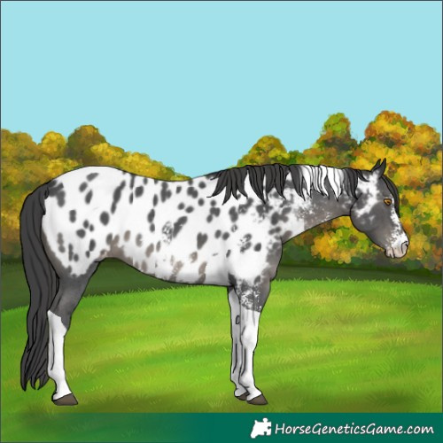 Horse Color:Black Sabino Tobiano Appaloosa
