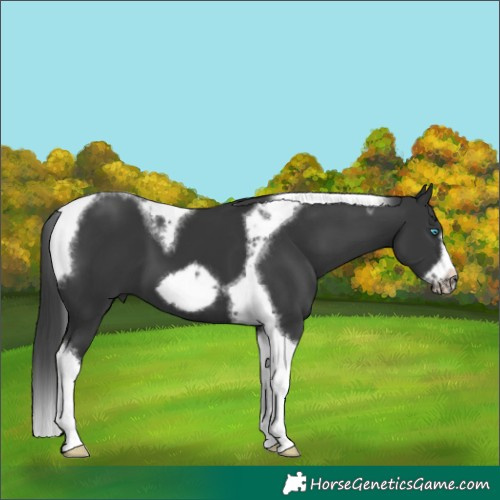 Horse Color:Black Tobiano Frame 