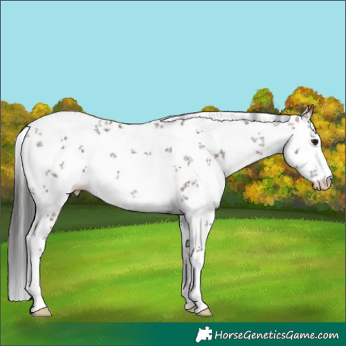 Horse Color:White Spotted Brown Dun Sabino 