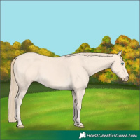Horse Color:Perlino