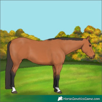 Horse Color:Bay 