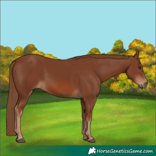 Horse Color:Chestnut 