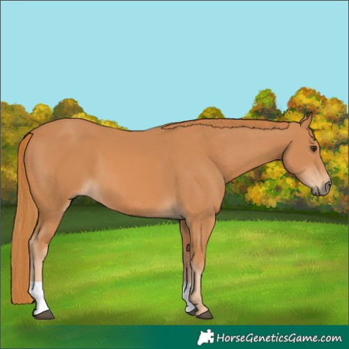 Horse Color:Chestnut 
