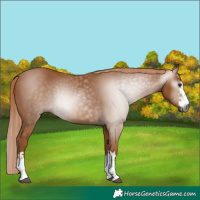 Horse Color:Gray Chestnut