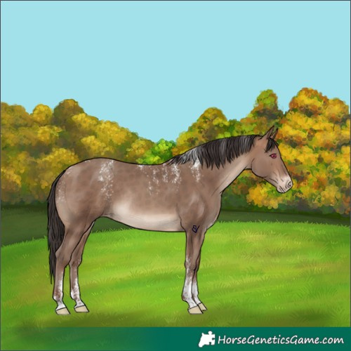 Horse Color:Powder White Sable Champagne Skewed Appaloosa Rabicano 