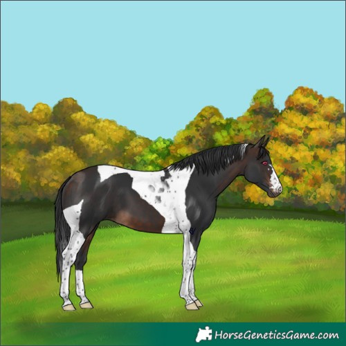 Horse Color:Bay Tobiano