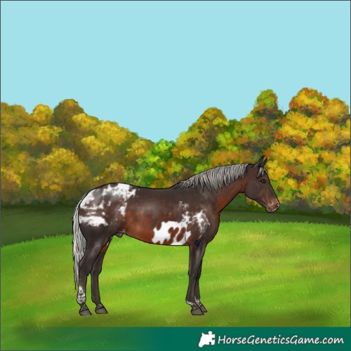 Horse Color:Silver Brown Tobiano Skewed Appaloosa Rabicano 