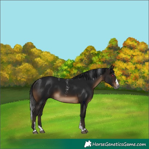 Horse Color:Powder White Gray Brown Splash