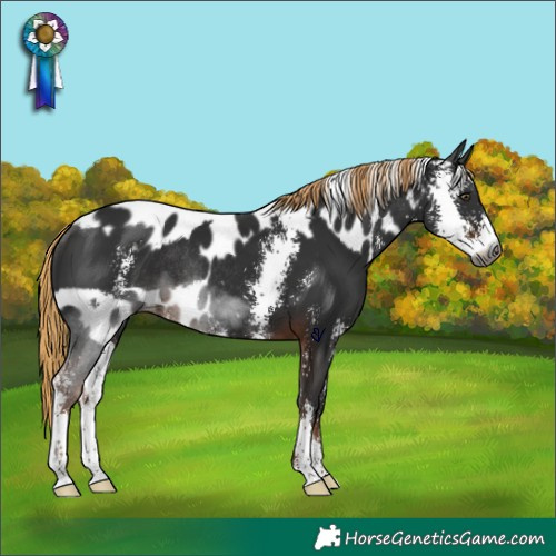 Horse Color:Gray Liver Chestnut Sabino Skewed Appaloosa Rabicano 
