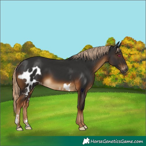 Horse Color:Gray Chocolate Palomino Sabino Skewed Appaloosa