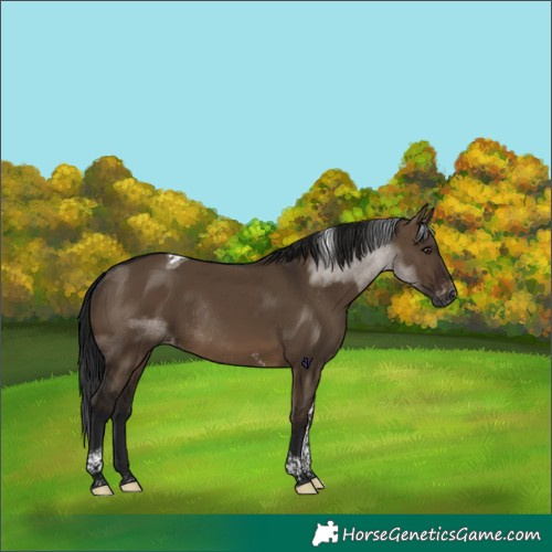 Horse Color:Gray Brown Dun Tobiano Appaloosa Rabicano 