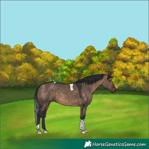 Horse Color:Brown Dun Tobiano 
