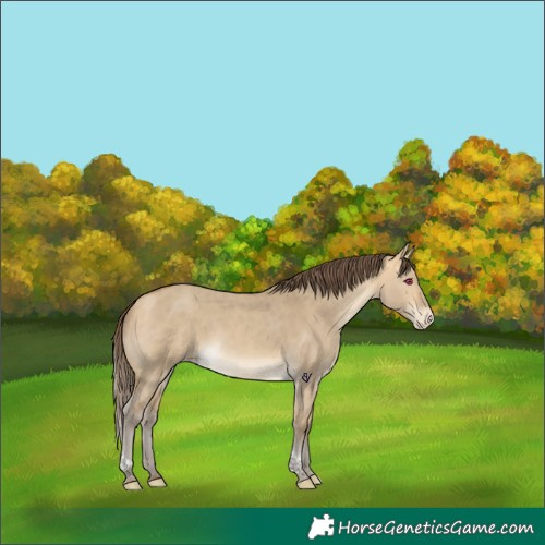 Horse Color:Sable Cream Champagne Dun Tobiano Skewed Appaloosa Rabicano