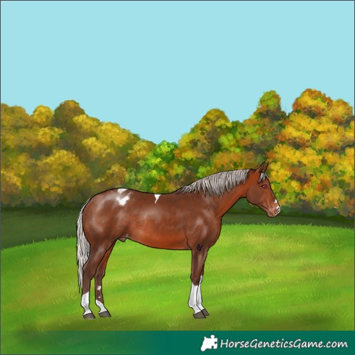 Horse Color:Silver Bay Tobiano Appaloosa Rabicano 