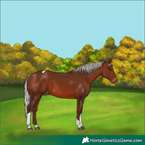 Horse Color:Silver Bay Tobiano Appaloosa