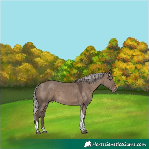 Horse Color:Silver Grullo Tobiano Skewed Appaloosa 
