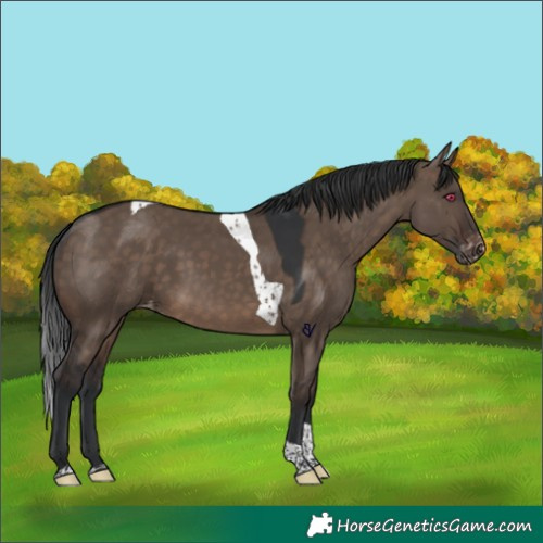 Horse Color:Brown Dun Tobiano Appaloosa Rabicano