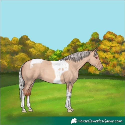 Horse Color:Silver Sable Champagne Dun Tobiano Rabicano 