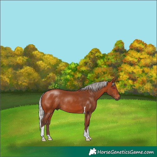 Horse Color:Silver Bay Tobiano Rabicano