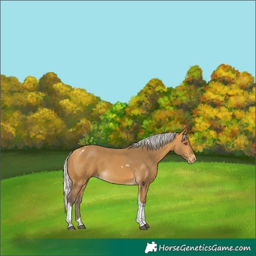 Horse Color:Silver Buckskin Tobiano Skewed Appaloosa 