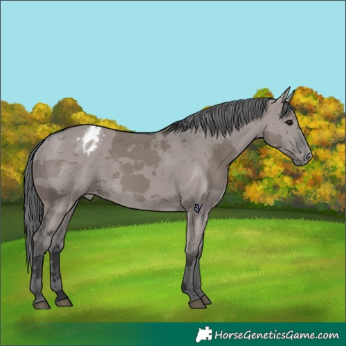 Horse Color:Grullo Merle Appaloosa 